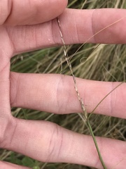 Sporobolus compositus