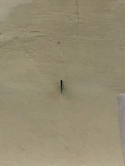 Papilionoidea