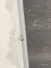 Papilionoidea
