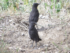 Myrmecocichla aethiops