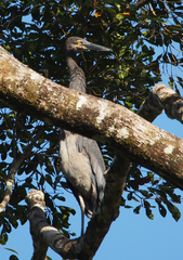 Ardea sumatrana