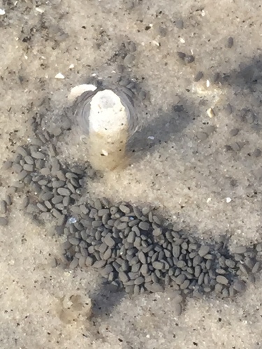 Kinbergonuphis jenneri
