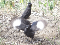 Myrmecocichla aethiops