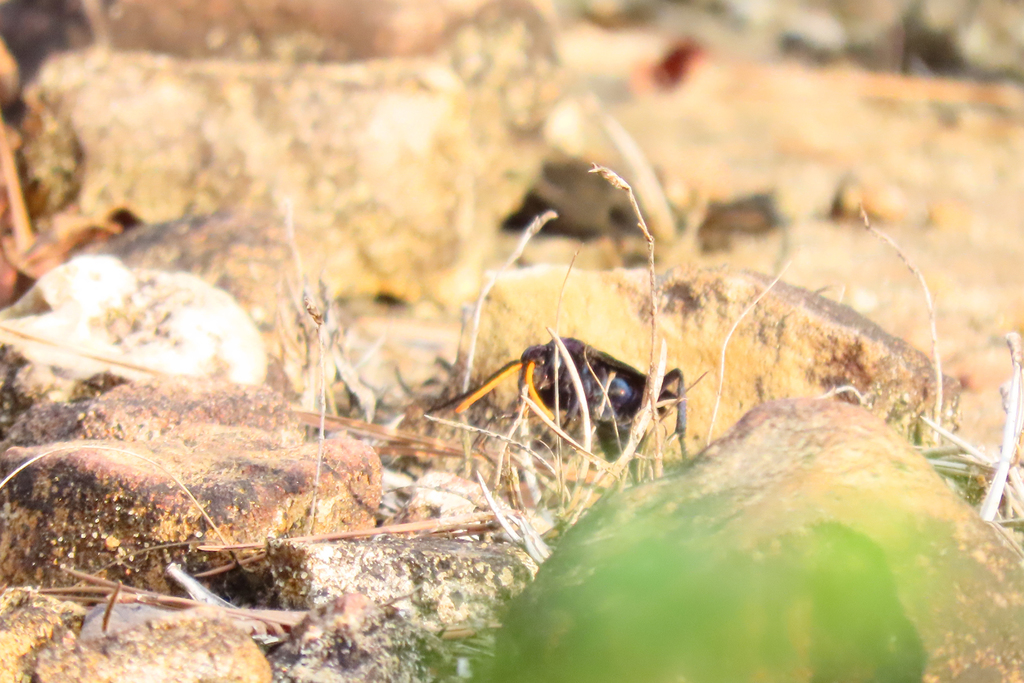 Elegant Tarantula-hawk Wasp