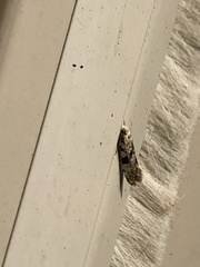 Nemapogon auropulvella