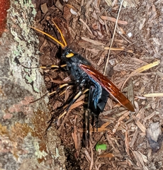 Urocerus californicus