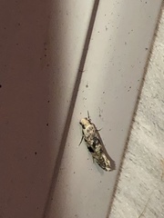Nemapogon auropulvella