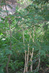 Conium maculatum