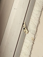 Nemapogon auropulvella