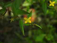 Ludwigia hyssopifolia