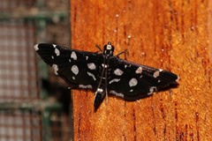 Bocchoris inspersalis