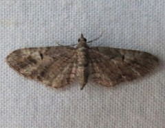 Eupithecia graefii