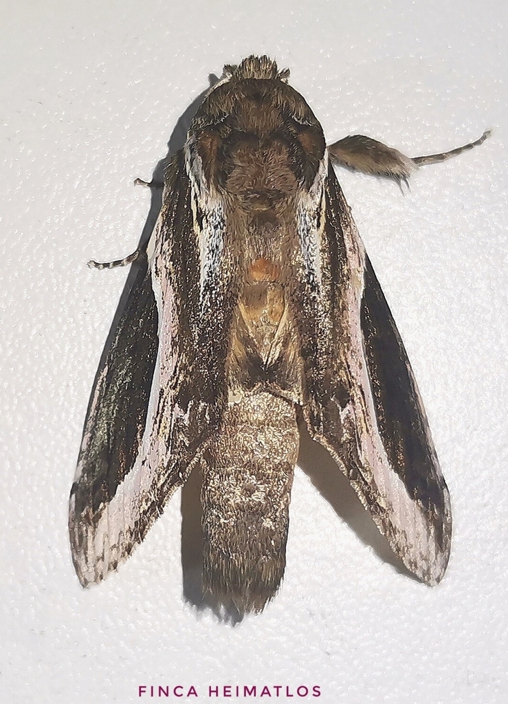 Rhuda dissona