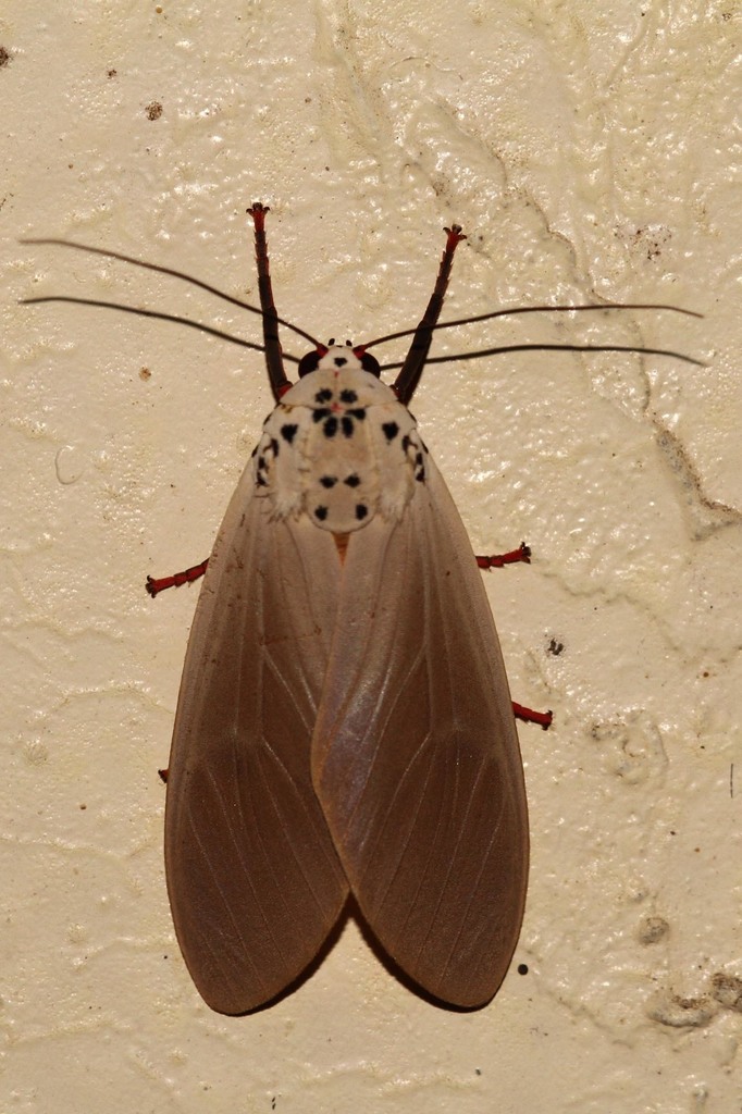 Amerila phaedra