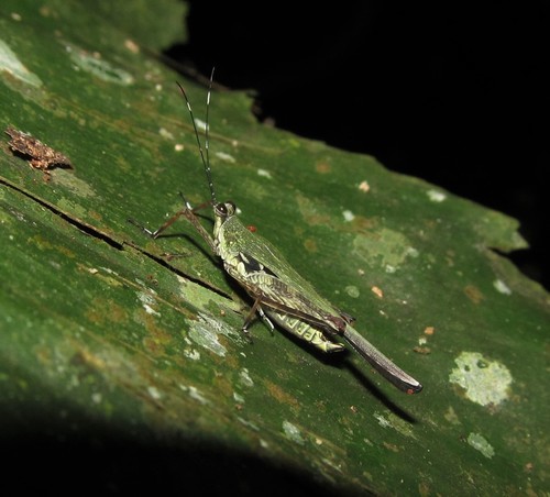 Pseudoxistrella belokobylskii (Pseudoxistrella belokobylskii)