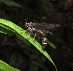 Eustenogaster nigra