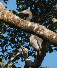 Ardea sumatrana