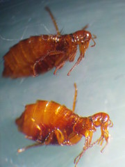 Paraceras melis