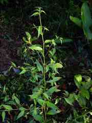 Ludwigia hyssopifolia