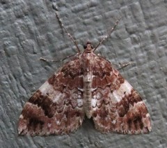 Dysstroma sobria