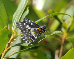 Catasticta teutila flavomaculata