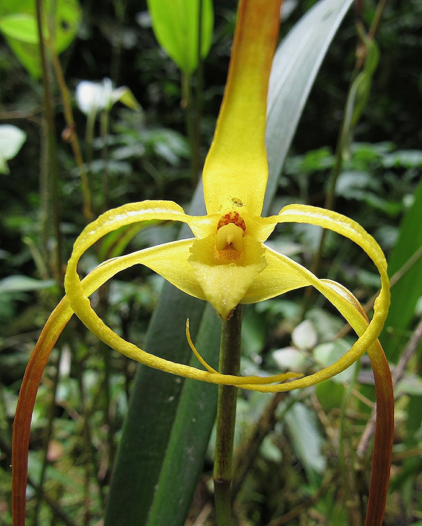 Maxillaria lepidota