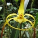 Maxillaria lepidota - Photo (c) Nelson Apolo, some rights reserved (CC BY-NC), uploaded by Nelson Apolo