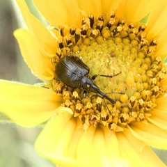 Haplorhynchites aeneus