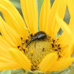 Haplorhynchites aeneus