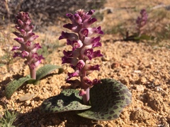 Lachenalia carnosa