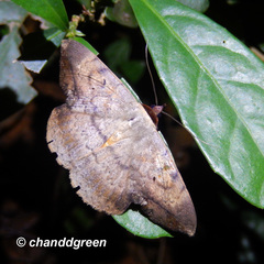 Hypopyra contractipennis