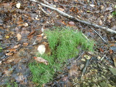 Equisetum scirpoides image