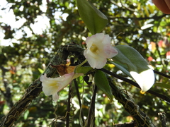 Rodriguezia granadensis