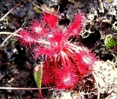 Drosera roraimae