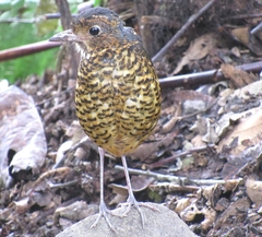 Grallaria squamigera