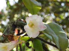 Rodriguezia granadensis