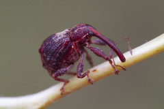 Anthonomus quadrigibbus