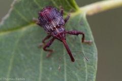 Anthonomus quadrigibbus