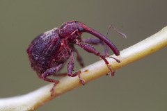 Anthonomus quadrigibbus