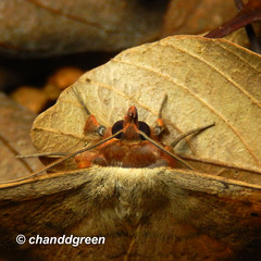 Hypopyra contractipennis