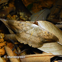Hypopyra contractipennis
