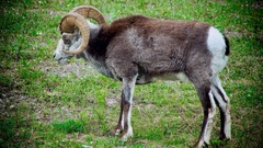 Ovis dalli stonei