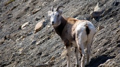 Ovis dalli stonei