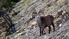 Ovis dalli stonei