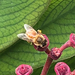 photo of Western Honey Bee (Apis mellifera)