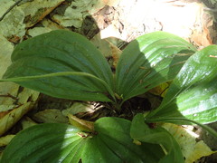 Cypripedium acaule image