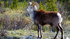 Ovis dalli stonei