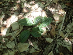 Cypripedium acaule image