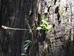 Platystele consobrina