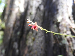 Platystele consobrina